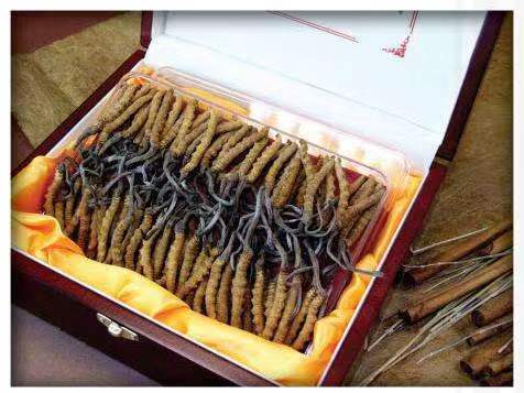 新宾冬虫夏草回收